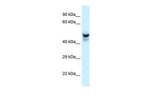 Anti-PHACTR3 Rabbit Polyclonal Antibody