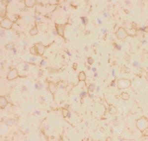 Anti-Kv2.1 Polyclonal Antibody