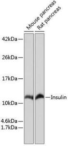 Western blot analysis of extracts of various cell lines, using Anti-Insulin Antibody [ARC0209] (A306938) at 1:1,000 dilution