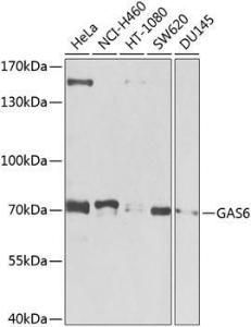 Western blot analysis of extracts of various cell lines, using Anti-GAS 6 Antibody (A12278) at 1:1,000 dilution