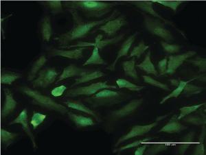 Anti-CDK9 Mouse Monoclonal Antibody [clone: 2D7]