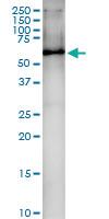 Anti-HDAC1 Rabbit Polyclonal Antibody