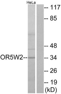 Western blot analysis of lysates from HeLa cells using Anti-OR5W2 Antibody. The right hand lane represents a negative control, where the antibody is blocked by the immunising peptide