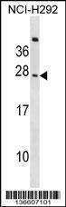 Anti-CD300C Rabbit Polyclonal Antibody (Biotin)