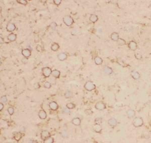 Anti-Kv2.1 Polyclonal Antibody