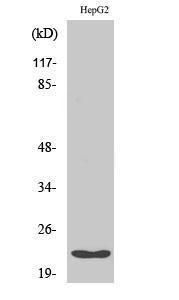 Western blot analysis of HuvEc cells using Anti-PPIF Antibody