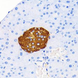 Immunohistochemistry analysis of paraffin-embedded mouse pancreatic islet using Anti-Insulin Antibody [ARC0209] (A306938) at a dilution of 1:100 (40X lens). Perform microwave antigen retrieval with 10 mM PBS buffer pH 7.2 before commencing with IHC staining protocol