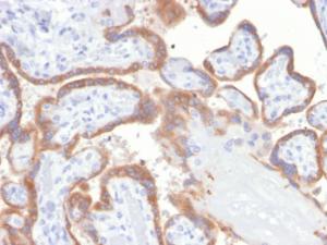 Immunohistochemical analysis of formalin-fixed, paraffin-embedded human placenta tissue using Anti-TIMP2 Antibody [TIMP2/4477]