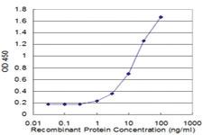 Anti-CDK9 Mouse Monoclonal Antibody [clone: 2D7]