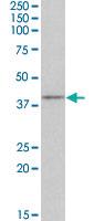 Anti-CD28 Goat Polyclonal Antibody