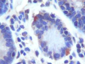 Anti-GPR49 Rabbit Polyclonal Antibody