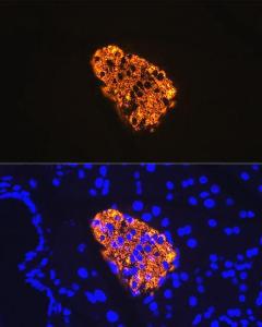 Immunofluorescence analysis of rat pancreas using Anti-Insulin Antibody [ARC0209] (A306938) at a dilution of 1:100 (40X lens). DAPI was used to stain the cell nuclei (blue)