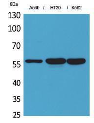 Western blot analysis of A549, HT29, K562 cells using Anti-PDIA3 Antibody