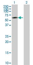 Anti-IRF2 Rabbit Polyclonal Antibody