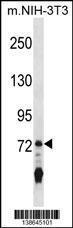 Anti-Interleukin-17 Receptor A Rabbit Polyclonal Antibody (APC (Allophycocyanin))