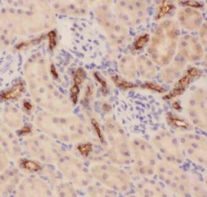 Anti-MUC1 Polyclonal Antibody