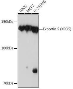 Western blot analysis of extracts of various cell lines, using Anti-Exportin-5 Antibody [ARC0838] (A306939) at 1:1,000 dilution