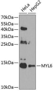 Western blot analysis of extracts of various cell lines, using Anti-Myosin Antibody (A12281) at 1:1,000 dilution. The secondary antibody was Goat Anti-Rabbit IgG H&L Antibody (HRP) at 1:10,000 dilution.