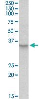 Anti-PXMP3 Goat Polyclonal Antibody