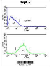 Anti-WDR82 Rabbit Polyclonal Antibody (Biotin)