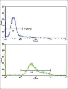 Anti-GMPS Rabbit polyclonal antibody