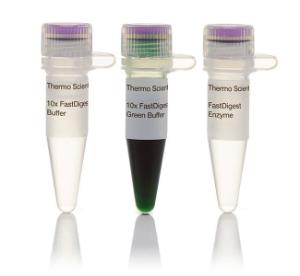 FERMFD0144 - ENZYME FD BSU15I 100µL (100RXN)