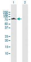 Anti-DNAI2 Rabbit Polyclonal Antibody