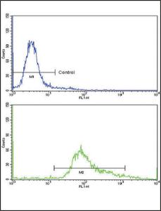 Anti-GMPS Rabbit polyclonal antibody