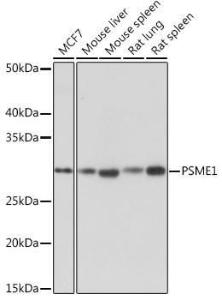 Anti-PSME1 Rabbit Monoclonal Antibody [clone: ARC1254]