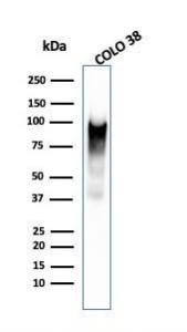 Western blot analysis of COLO-38 cell lysate using Anti-Melanoma gp100 Antibody [PMEL/2038]