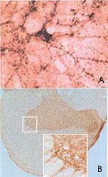 Anti-SNCB Rabbit Polyclonal Antibody