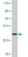 Anti-CRY2 Mouse Monoclonal Antibody [clone: 3H4]