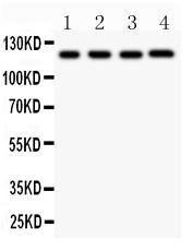 Anti-CIAS1/NALP3 Polyclonal Antibody