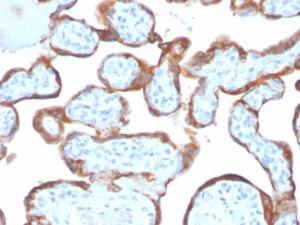 Immunohistochemical analysis of formalin-fixed, paraffin-embedded human placenta tissue using Anti-TIMP2 Antibody [TIMP2/4477]