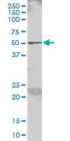 Anti-FGR Mouse Polyclonal Antibody