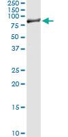 Anti-DNAI2 Rabbit Polyclonal Antibody