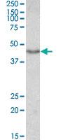 Anti-DCX Goat Polyclonal Antibody