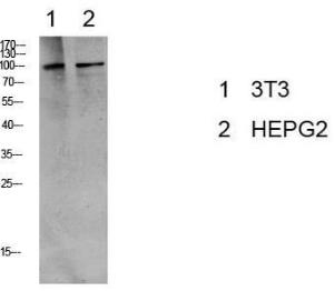 Western blot analysis of various lysate using Anti-eEF2 (phospho Thr56) Antibody