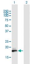 Anti-ISG20 Mouse Polyclonal Antibody