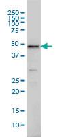 Anti-IRF2 Mouse Monoclonal Antibody [clone: 3B5]