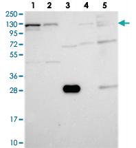 Anti-ARHGEF18 Rabbit Polyclonal Antibody