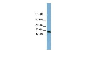 Anti-ANKRD37 Rabbit Polyclonal Antibody