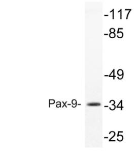 Western blot analysis of lysate from rat heart using Anti-Pax-9 Antibody