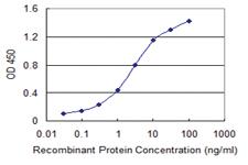 Anti-BCAS1 Mouse Monoclonal Antibody [clone: 1B5]