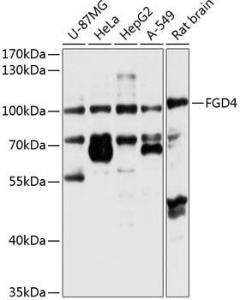 Anti-FGD4 Rabbit Polyclonal Antibody