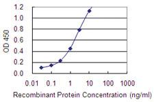 Anti-BARX2 Mouse Monoclonal Antibody [clone: 2B8]