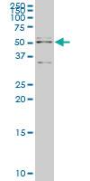 Anti-API5 Mouse Monoclonal Antibody [clone: 1C2]