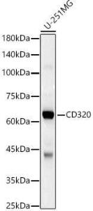 Western blot analysis of U-251MG, using Anti-TCblR Antibody (A12289) at 1:2,500 dilution