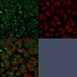 Immunofluorescent analysis of PFA fixed HeLa cells stained with Anti-CD55 Antibody [143-30] followed by Goat Anti-Mouse IgG (CF and #174; 488) (Green). Nuclear counterstain is RedDot