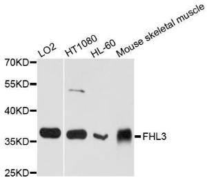 Western blot analysis of extracts of various cell lines, using Anti-FHL3 Antibody (A8679) at 1:1,000 dilution